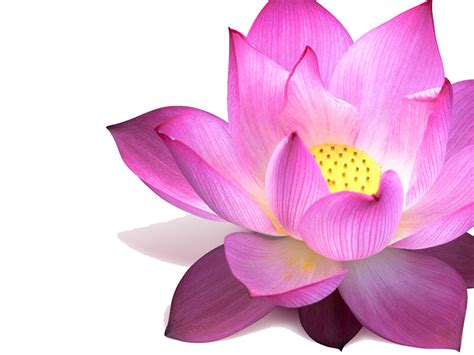 Lotus Png Image Png All