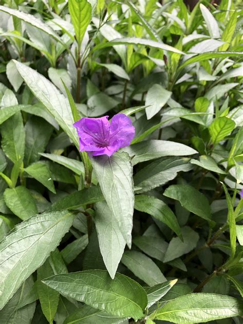 Ruellia simplex (Britton's Wild Petunia, Mexican Bluebell, Mexican ...