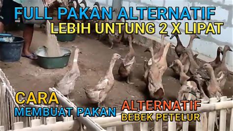 Cara Membuat Pakan Alternatif Bebek Petelur Youtube