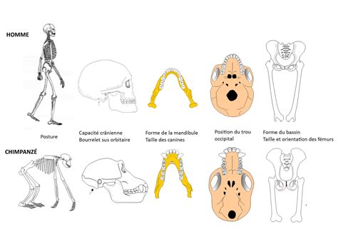 L Homme Est Le Seul Primate Capable De Marcher Sur Ses Qcm N