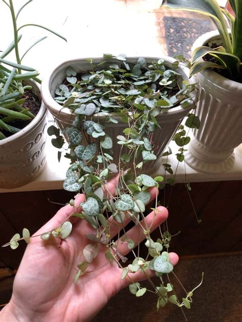 How to: Propagate a String of Hearts | A Tree Garden