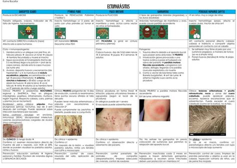 Ectoparásitos Karine Bacellar uDocz