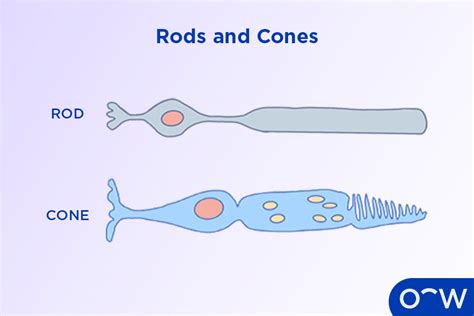 Cone Cells Anatomy Types Function And Associated Eye Problems