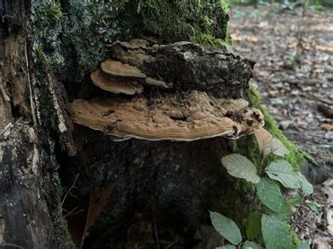 Ganoderma applanatum: Guía Completa de Identificación de Hongos