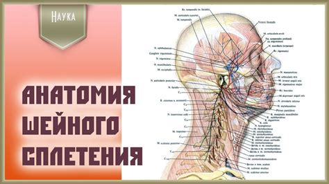 Видеокурс по анатомии человека. Формирование спинномозгового нерва и ...