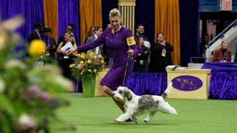 2023 Westminster Dog Show Highlights Westminster Dog Show Buddy Holly