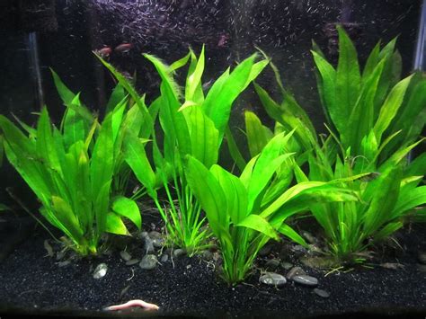 Pink Angelfish Care Guide - Your Aquarium Place