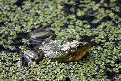 big frog stock photo image  pond surface water