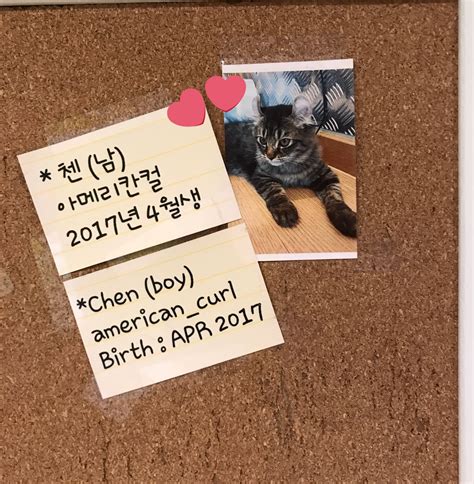There's An EXO Cat Cafe Where You Can Meet Kitty Versions Of Your EXO ...