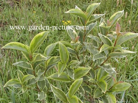 Ligustrum Lucidum Excelsum Superbum
