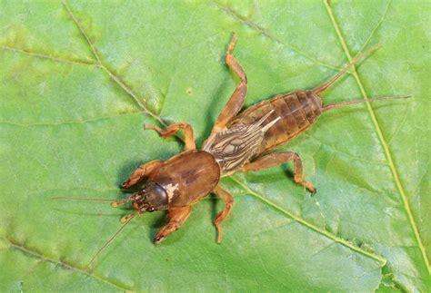 Meet the mole cricket - Australian Geographic