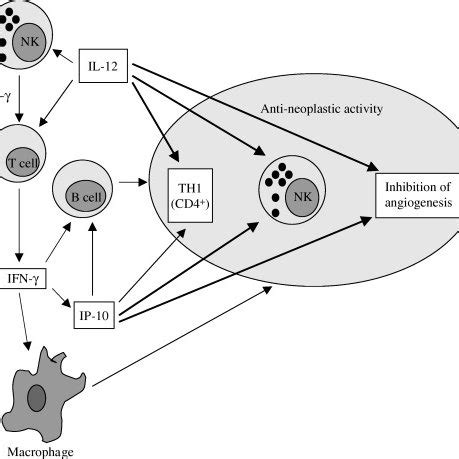 Schematic representation of potential interleukin-12 (IL-12)/IP-10 ...