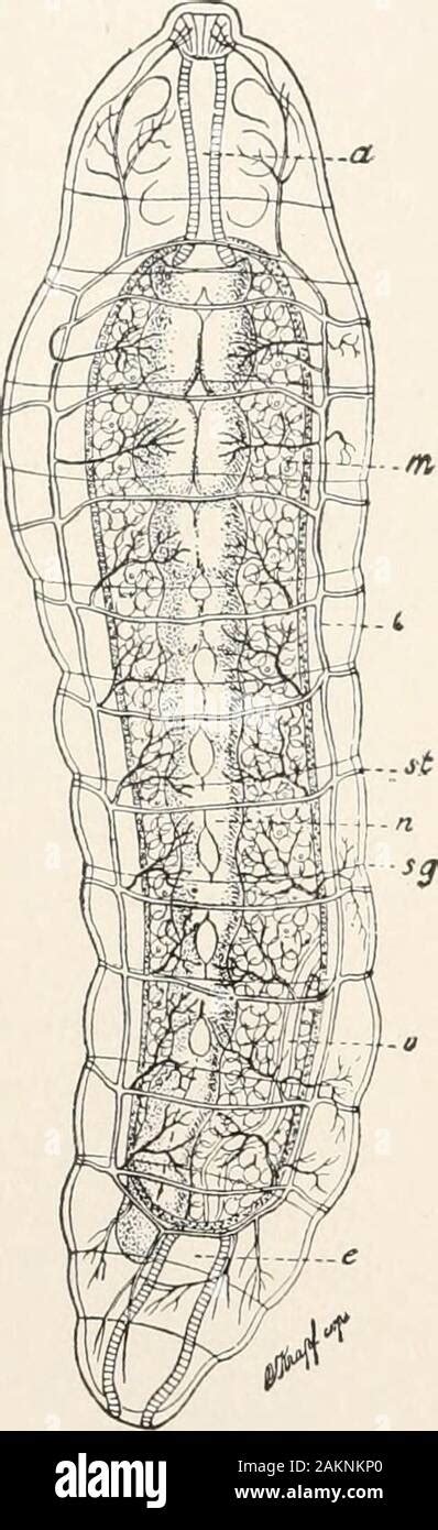 Blind Gut Hi Res Stock Photography And Images Alamy