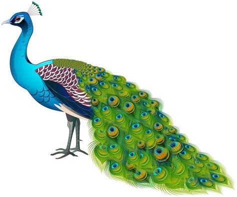 Peacock Images Png Mor Photo Png Peacock Transparent Photo Peacock