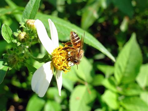 8 Types of Honey Bees and How to Identify Each - A-Z Animals