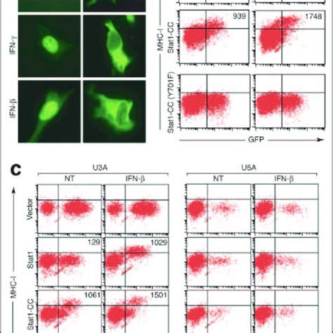 Dependence Of Mutant Stat Function On Ligand Driven Tyr