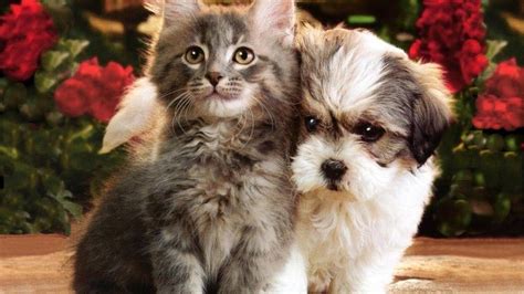 Cat And Dog Wallpapers Wallpaper Cave