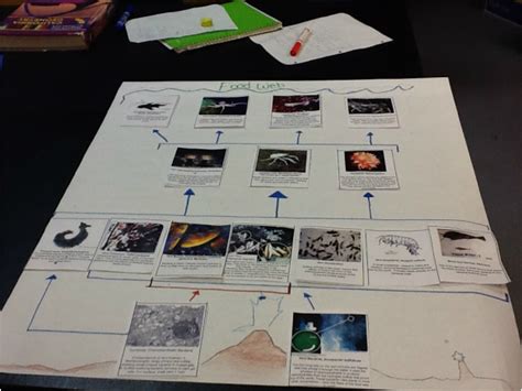 Food Web Joseph Solis Marine Science