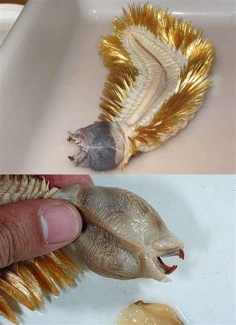 The Antarctic Scale Worm Aka Golden Worm Is A Bizarre Marine Creature