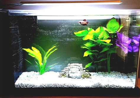 Anabantoidei - Labyrinth Fish Tank