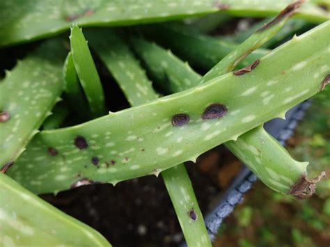 C Mo Recuperar Una Planta De Aloe Vera