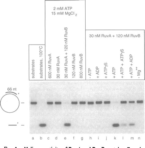 Figure From Ruva And Ruvb Proteins Of Escherichia Coli Exhibit Dna