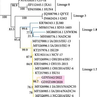 Phylogenetic Tree Of Isolated Strains Ml Trees Were Constructed Based