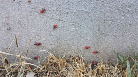 Thousands Of These Little Red Bugs In My Yard Whatsthisbug