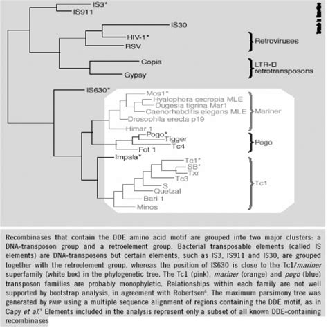 Arbre Phylog N Tique Des Int Grases De La Superfamille Tc Mariner