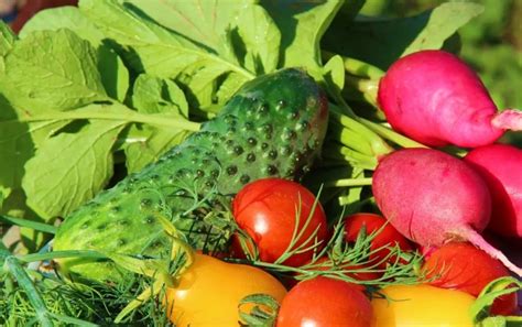 L Gumes Faciles Planter Pour Les Jardiniers D Butants