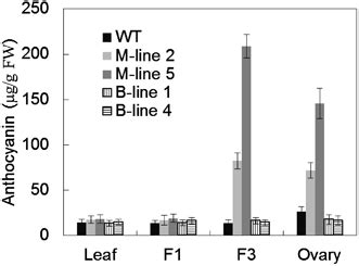 Total Anthocyanin Contents In Different Tissues Of Transgenic Plants