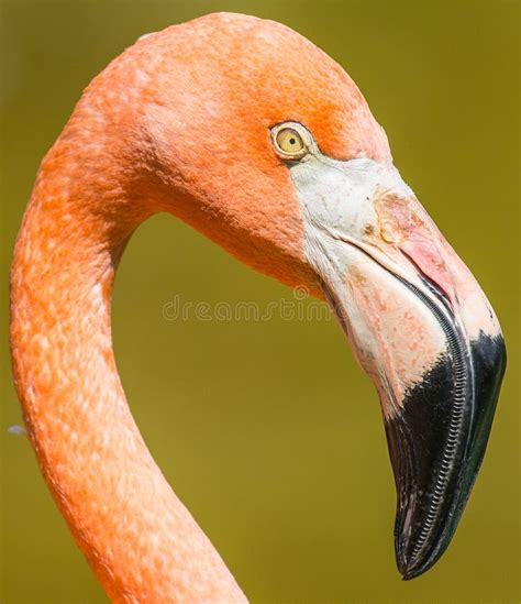 Flamingo closeup stock photo. Image of flamingo, exotic - 49125516