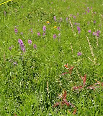 habitat - Edge Of The Woods Native Plant Nursery, LLC