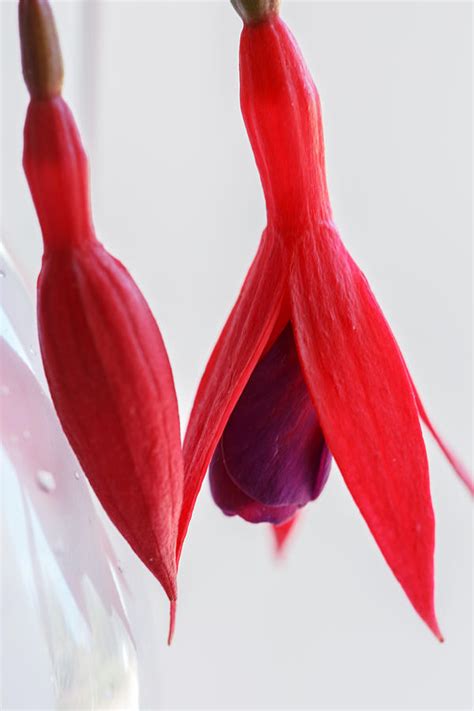 Fuchsia Photograph By Angie Vogel Fine Art America