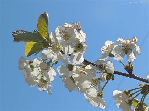 Весною в Бриньковской
