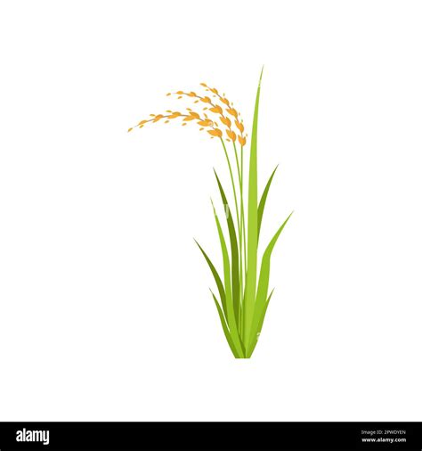 Rice Plant Cartoon Illustration Stock Vector Image And Art Alamy