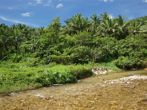 Jungle River Jungle Nature Wallpaper