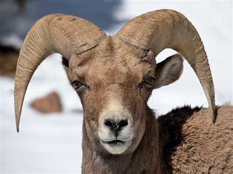 Mountain Goats And Bighorn Sheep Dave Buick