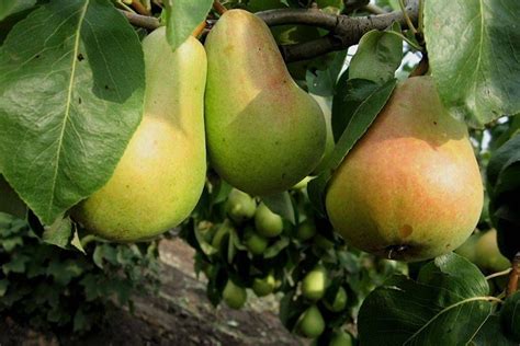 Груша Бере Жиффар: описание сорта, характеристики, фото и отзывы