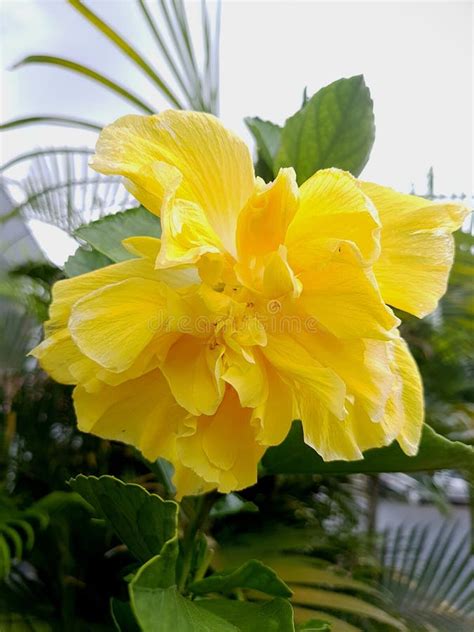 Beautiful Double Yellow Hibiscus Hibiscus Rosa Sinensis Stock Photo