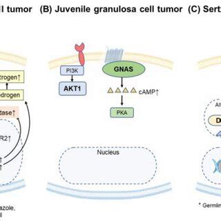 Common Alterations In Sex Cordstromal Cell Tumors A Adult Granulosa