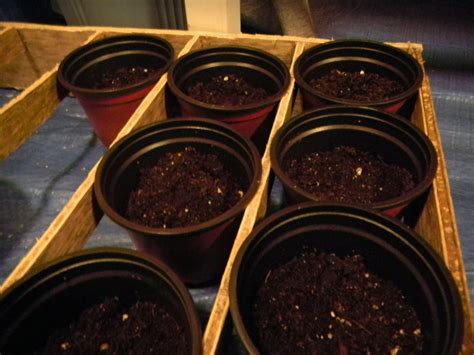 Diy Indoor Seed Starting System 5 Steps With Pictures Instructables