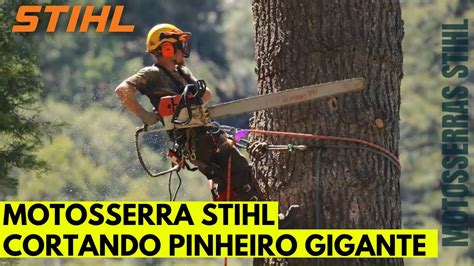 Motosserra Stihl Cortando Um Enorme Pinheiro Motosserras Stihl Vale A