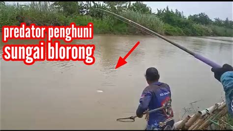 Mancing Mania Mancing Ikan Predator Sungai Blorong Kendal Jawa