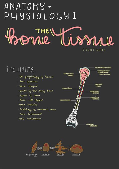 Bone Tissue Study Guide Anatomy And Physiology Notes Nursing School