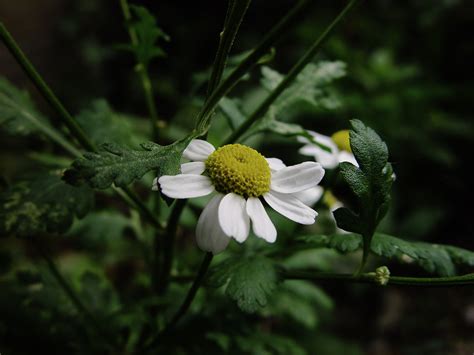 Tanacetum parthenium - Bloemerij