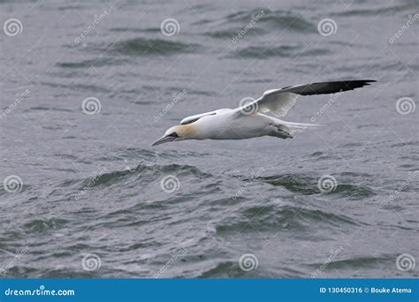 A Northern Gannet Morus Bassanus Diving with High Speed for Fish Far Out in the North Sea. Stock ...