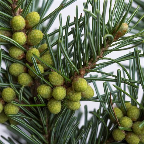 Купить семена Пихта сибирская. Abies sibirica. | Семена и саженцы ...