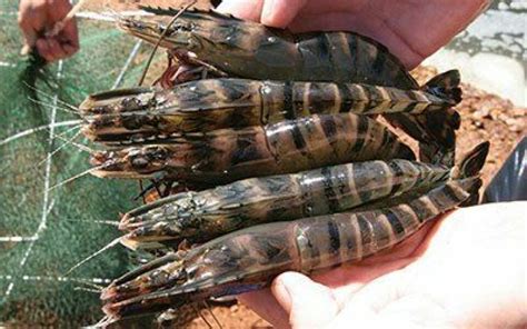 World’s Biggest Prawn Farm Moves A Step Closer