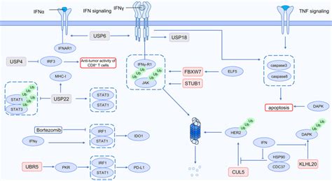 Ubiquitin modification in the regulation of tumor immunotherapy ... 
